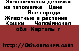 Экзотическая девочка из питомника › Цена ­ 25 000 - Все города Животные и растения » Кошки   . Челябинская обл.,Карталы г.